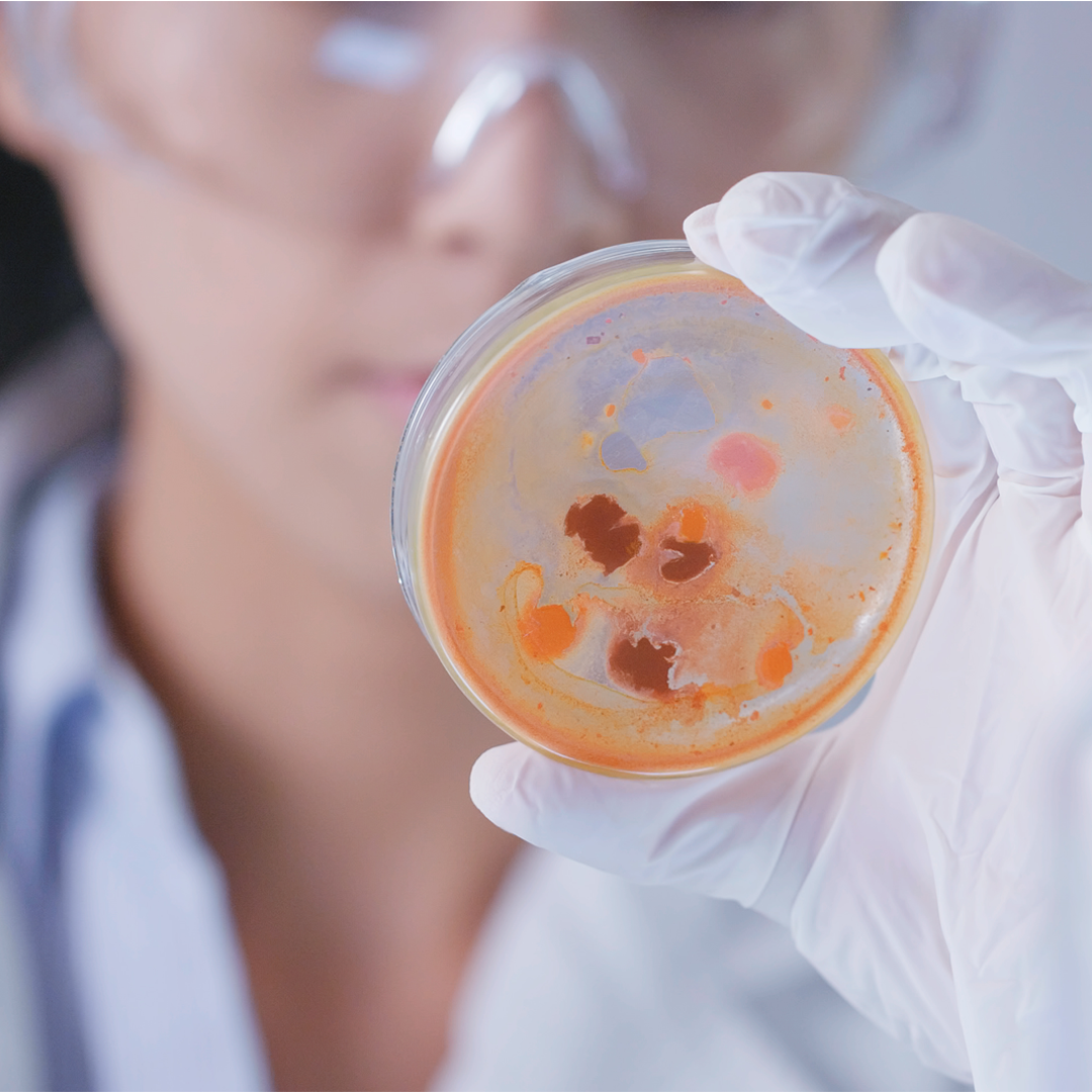 Stem Cell